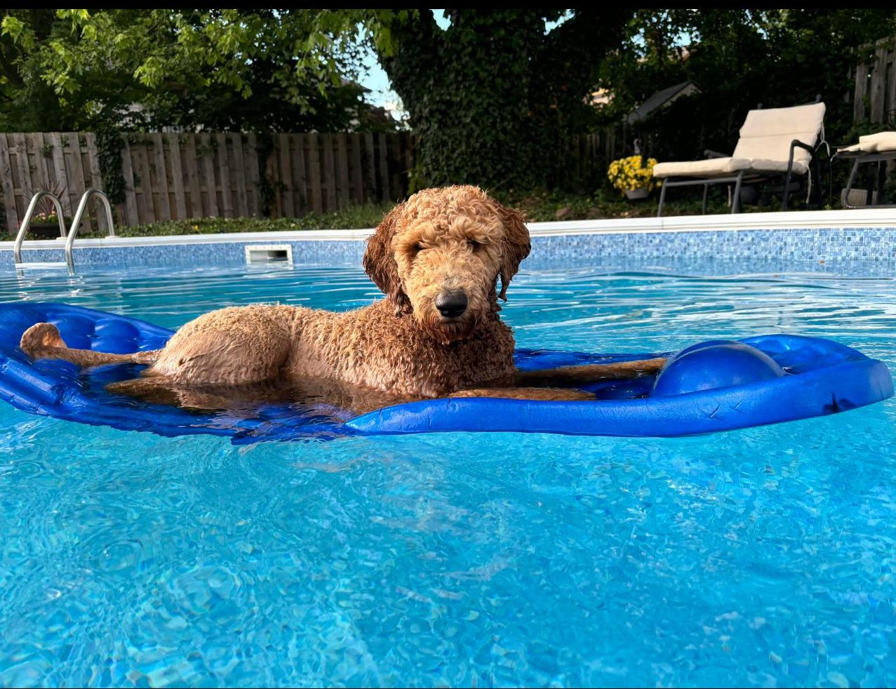 Finn 